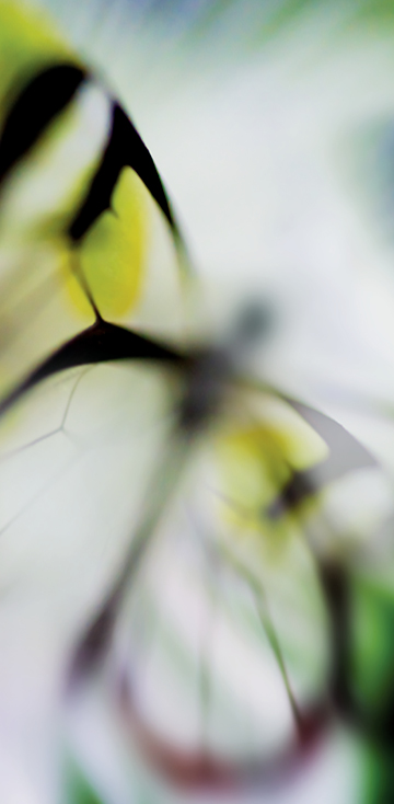 2017 - Schmetterling-Poesie 06