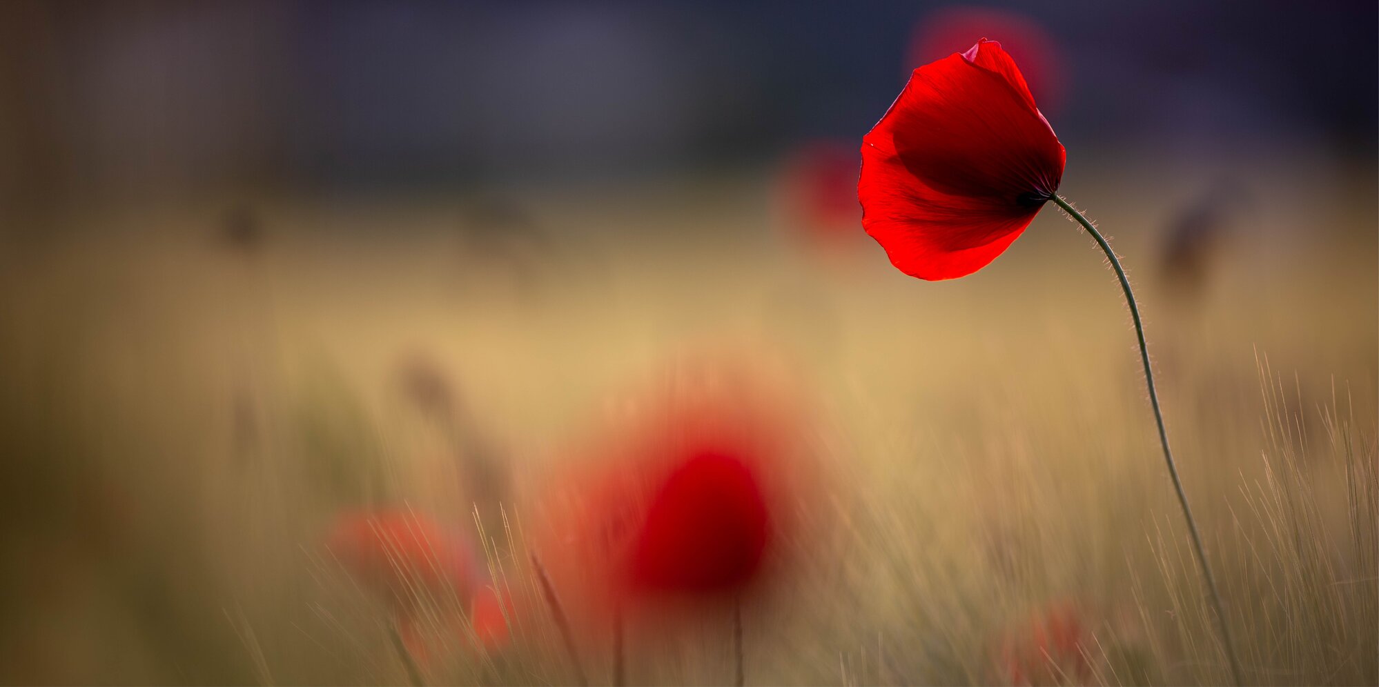 2023 - Mohn horizontal