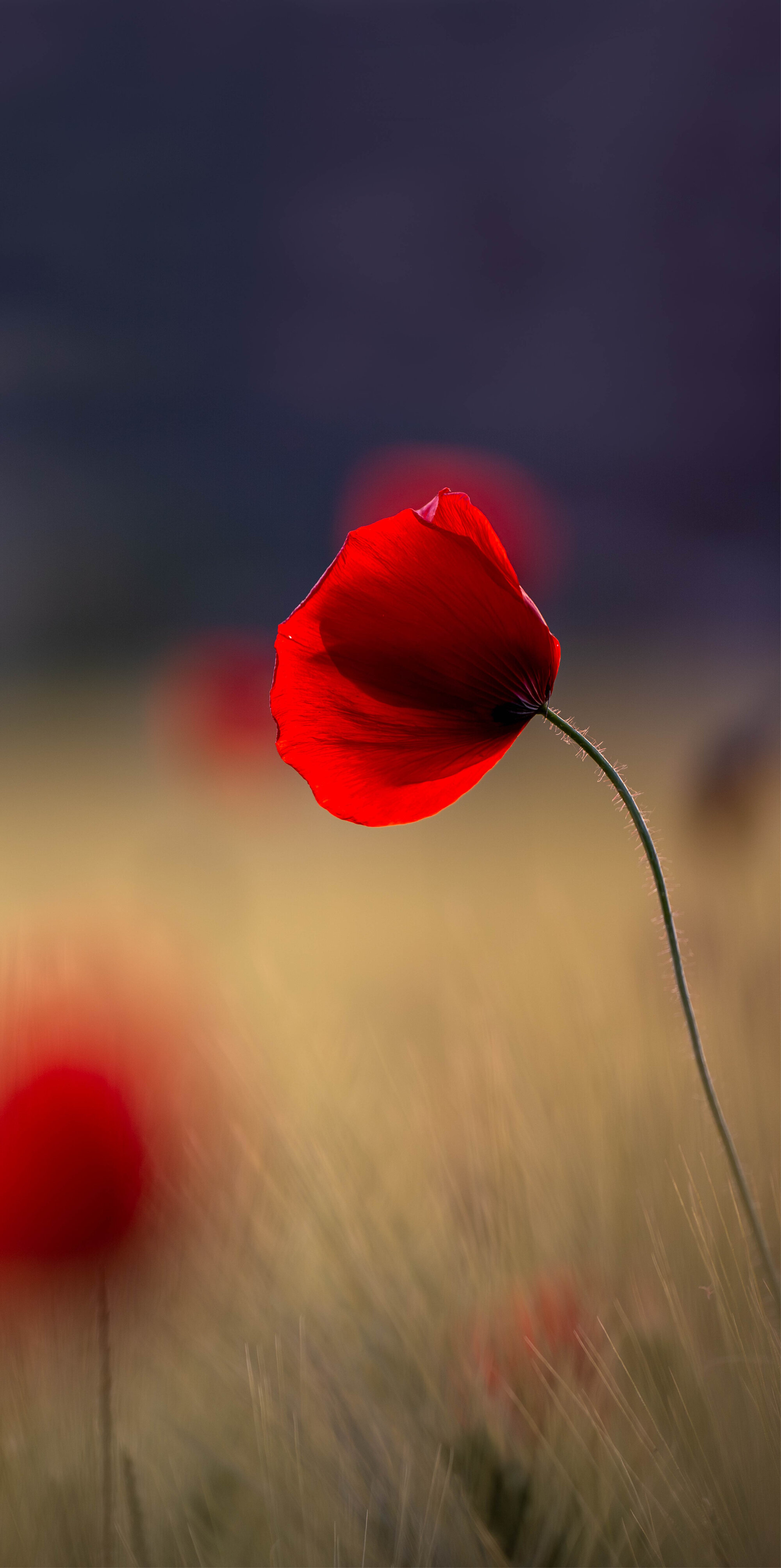 2022 - Mohn vertikal