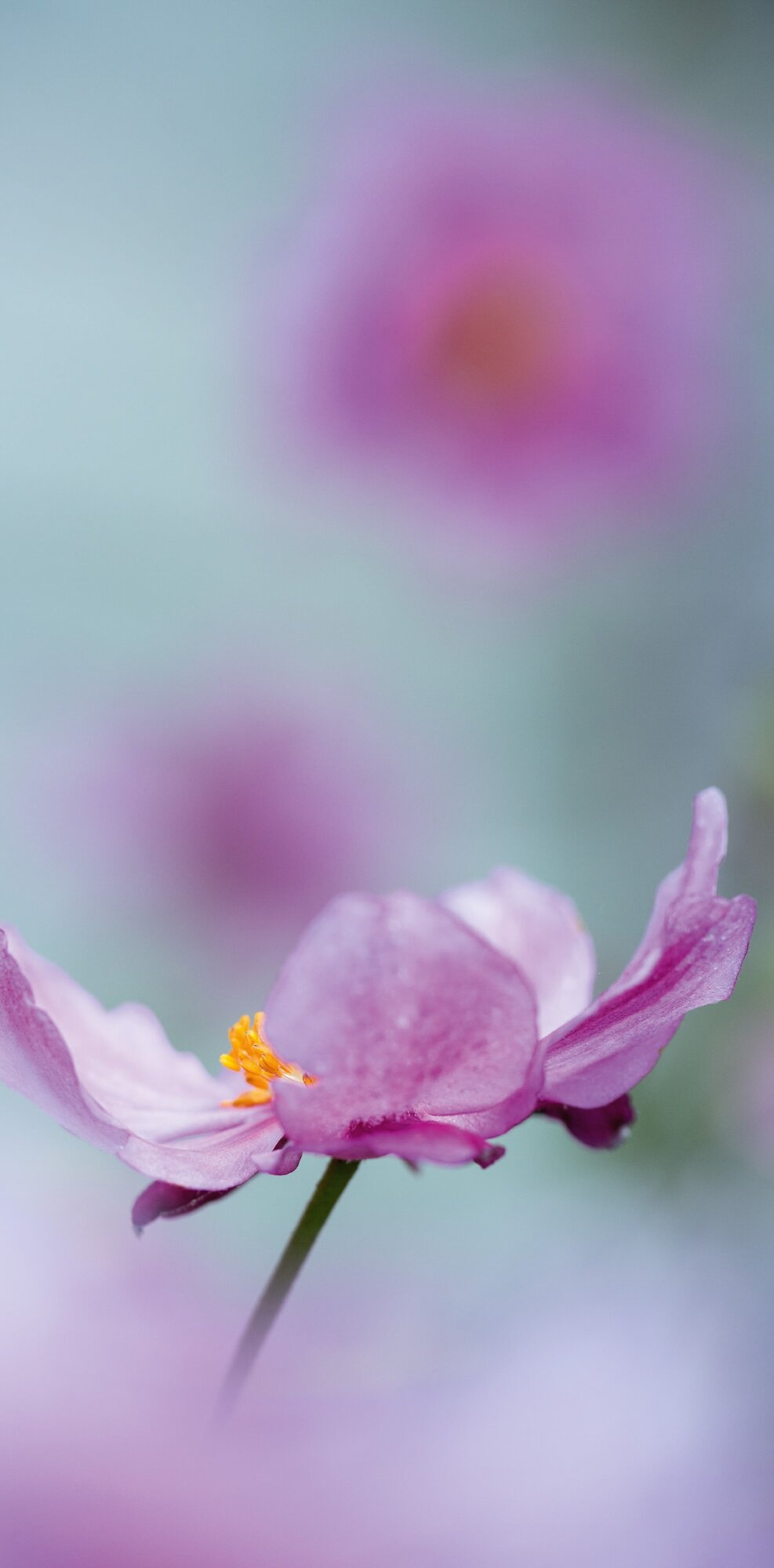 2005 - Herbstanemone