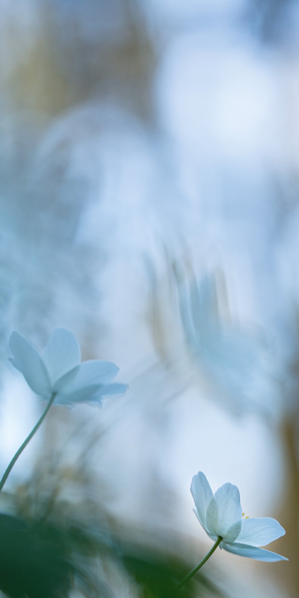 2002 - Am Tr&auml;umen