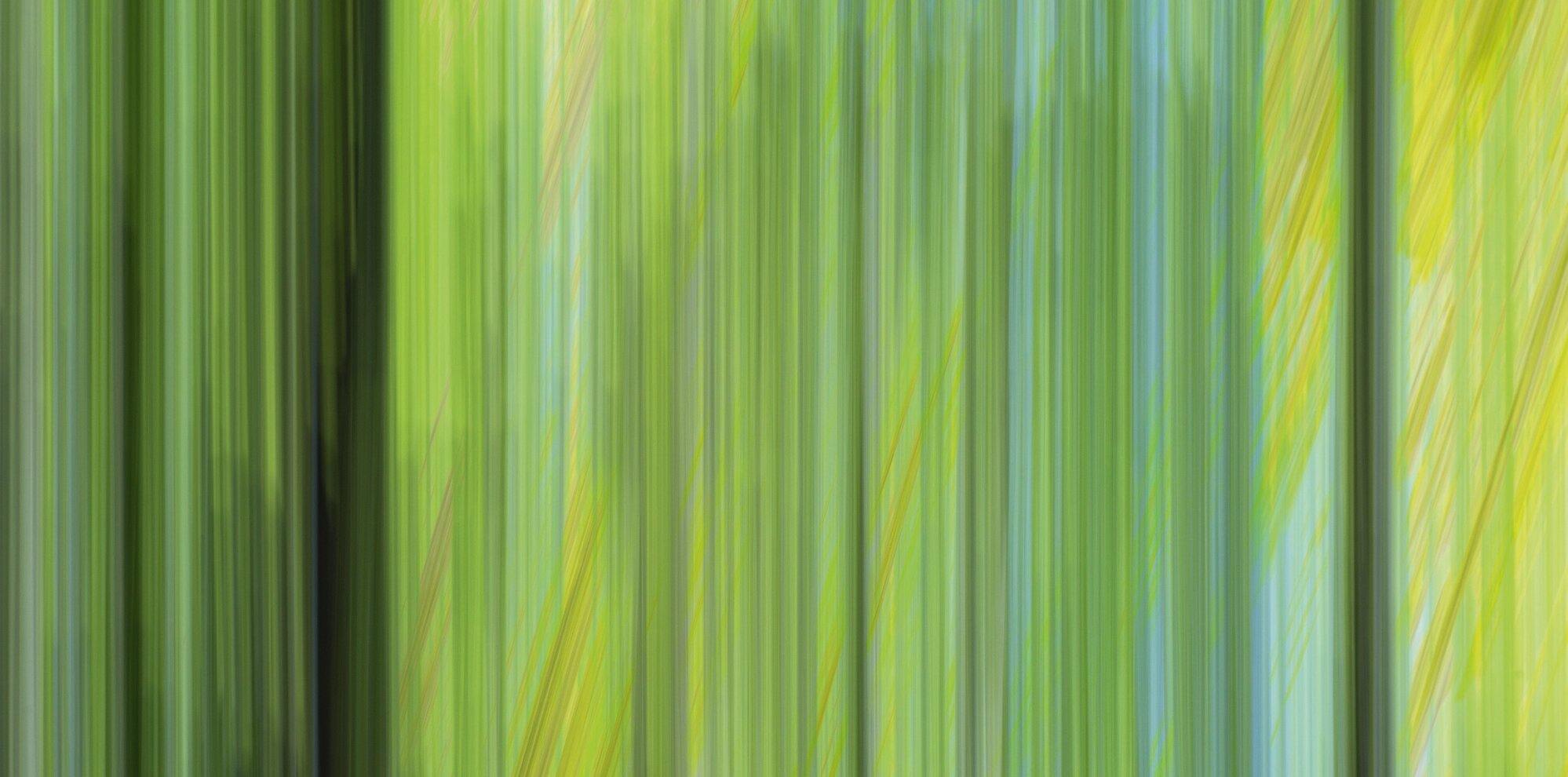 2003 - Fr&uuml;hlingswald