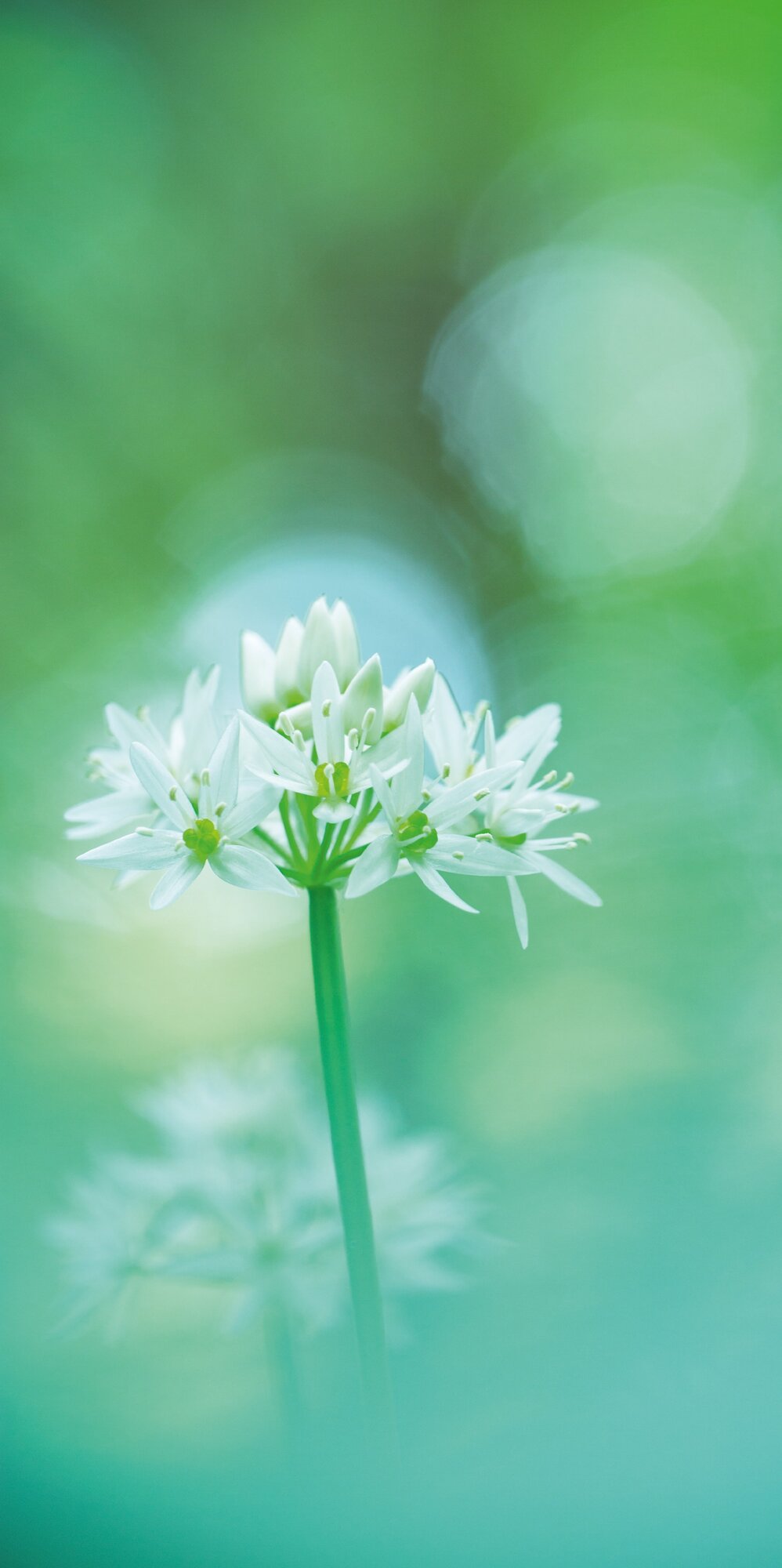 2004 - B&auml;rlauch