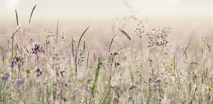 2011 - Morning Melody