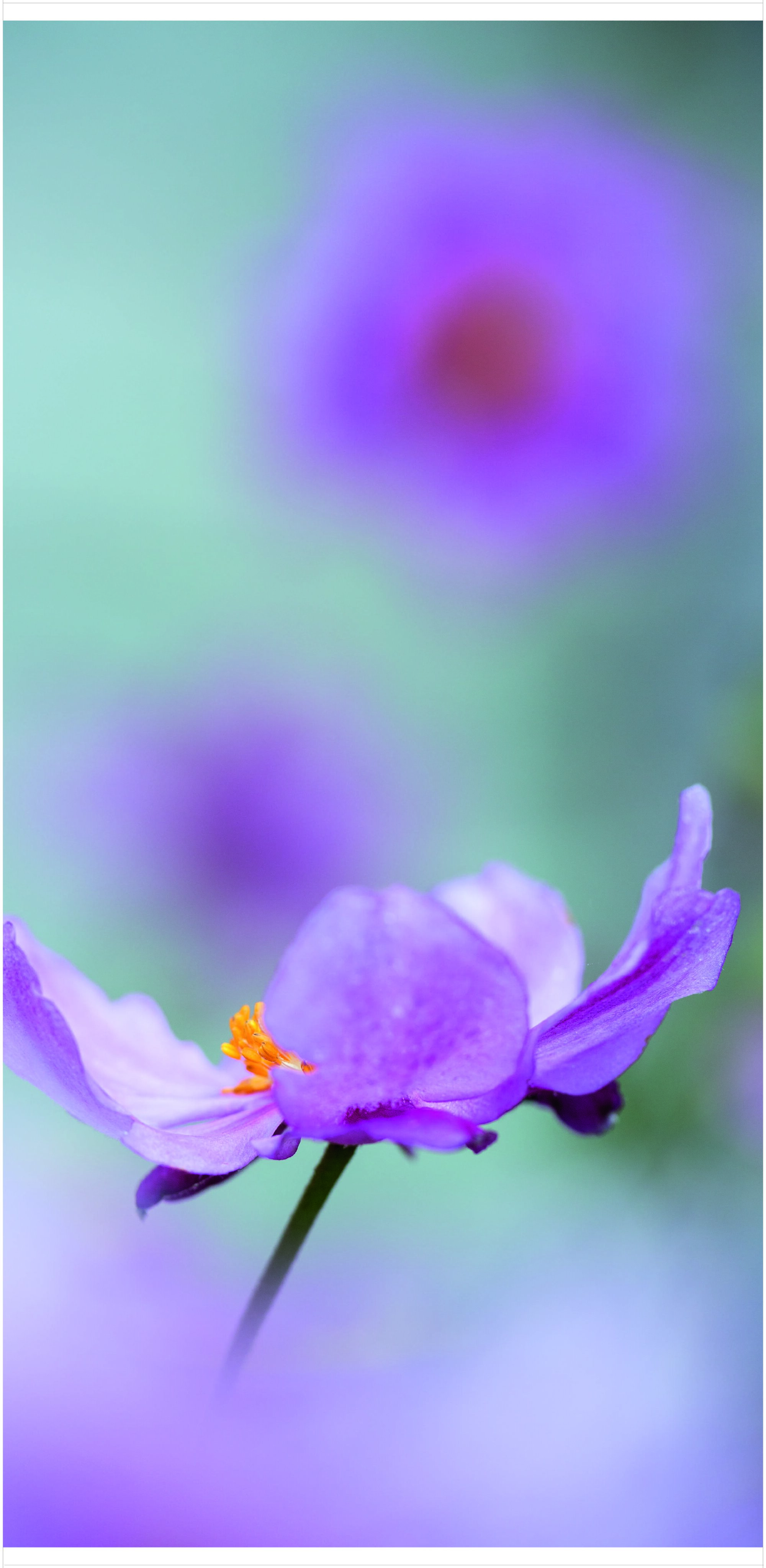 2005 - Herbstanemone