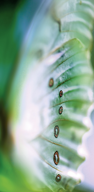 2019 - Schmetterling-Poesie 27