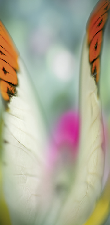 2018 - Schmetterling-Poesie 15